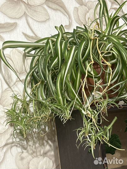 Комнатные растения цветы ростки