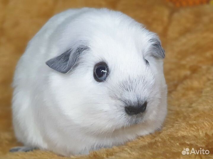 Морская свинка/Калифорния/Лобня