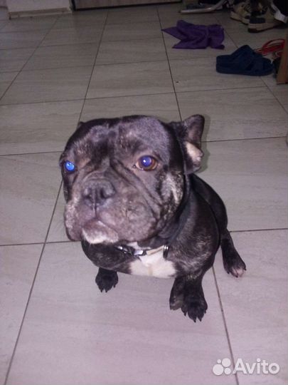 Передержка собак и выгул собак