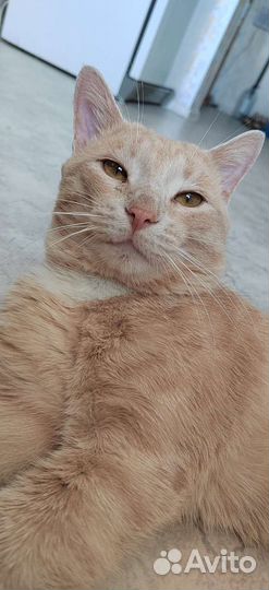 Котик мышелов