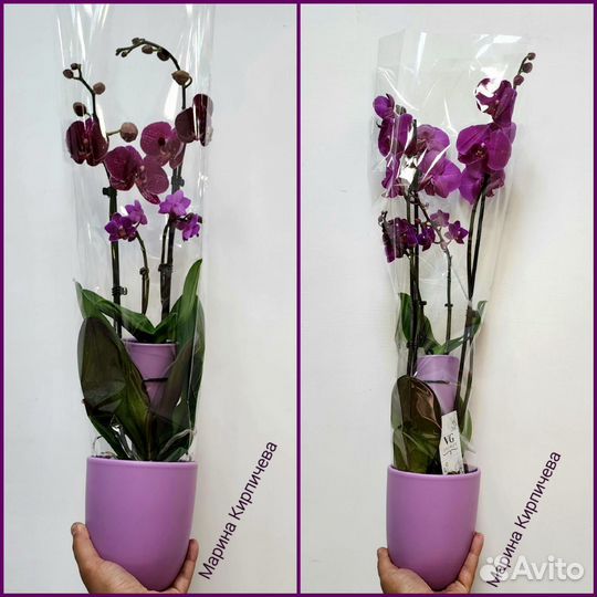 Орхидея фаленопсис