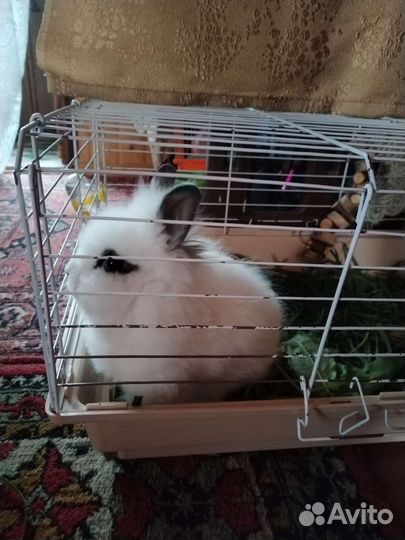 Кролик