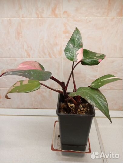 Филодендроны white кнайт и розовая принцесса