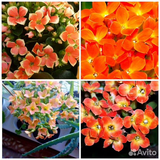 Цветы комнатные