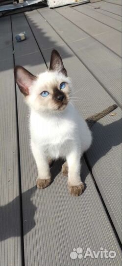 Тайские котята