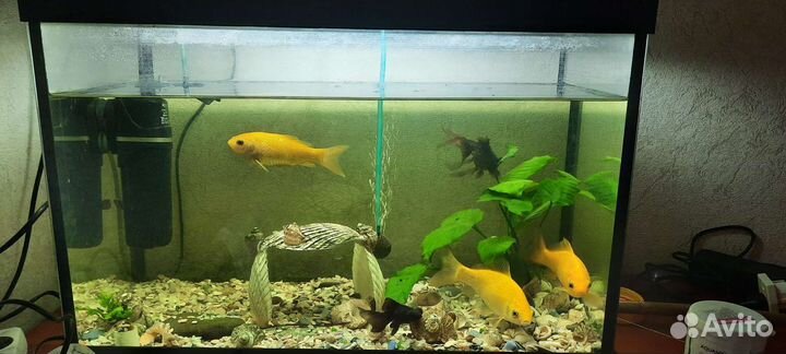 Аквариум с рыбами и принадлежностями