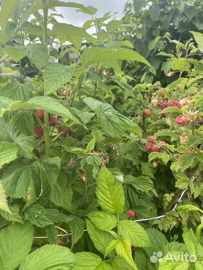 Малиновое дерево саженцы