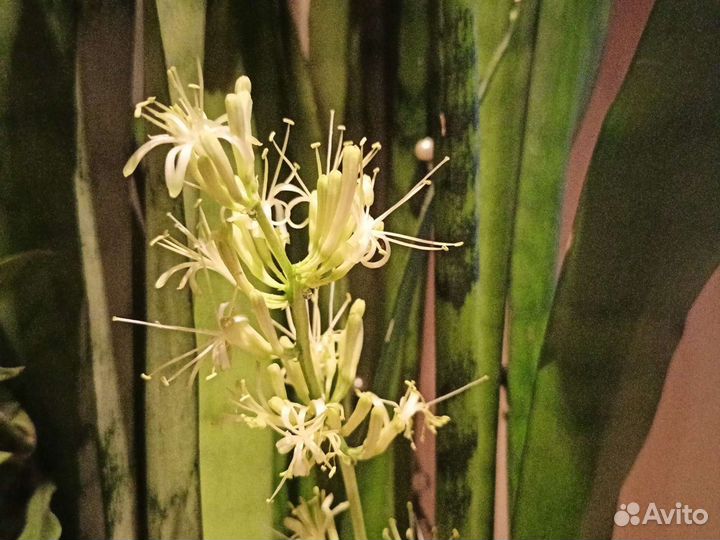 Сансевьерия Сильвер Квин. Sansevieria Silver queen