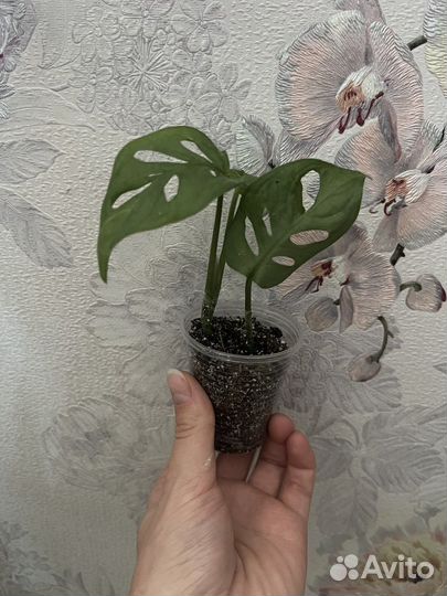 Монстера манки маск