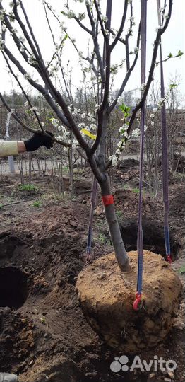 Саженцы груши для Сибири 2-5лет