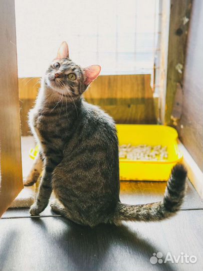 Кошечка Анфиса ждёт семью