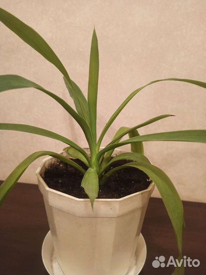 Пальма юкка