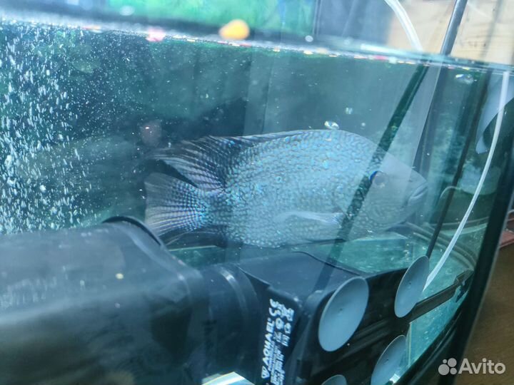 Цихлазома бриллиант+цитрон