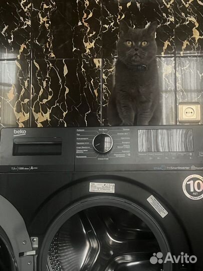 Ремонт стиральных и посудомоечных машин