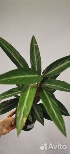 Калатея строманта