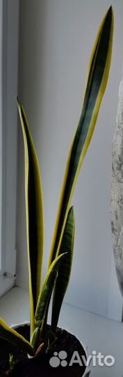 Сансевиерия пёстролистная или щучий хвост