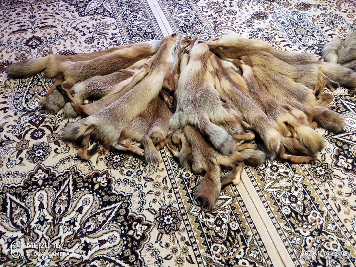 Шкуры лисы (лесная)