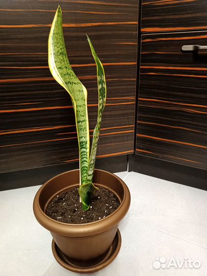 Сансевиерия Лауренти