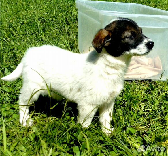 Малыши в дар