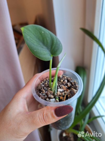 Сциндапсусы и эпипремнумы