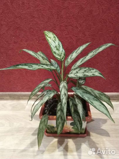 Бенджамина