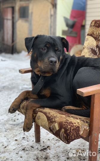 Щенки ротвейлера