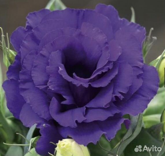 Семена эустомы