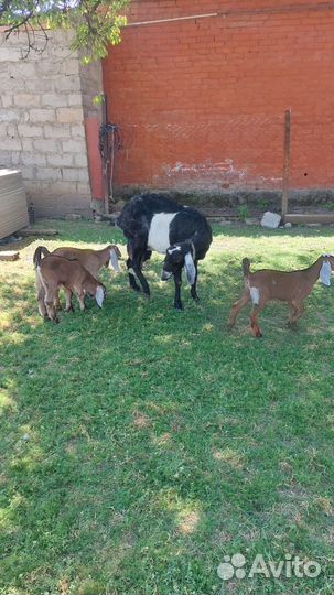 Козы англонубийские