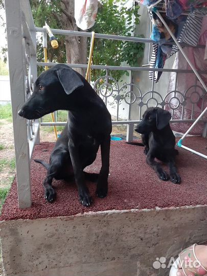Собаки бесплатно