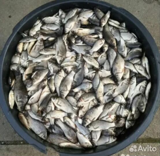 Карась живец