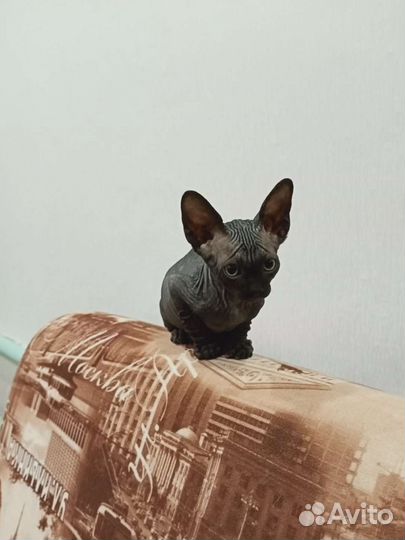 Донской сфинкс