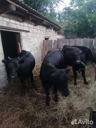 Продаю телок