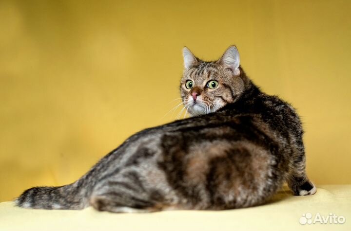 Мечтатель Бучик ищет дом