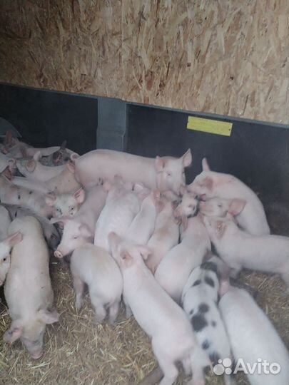 Поросята