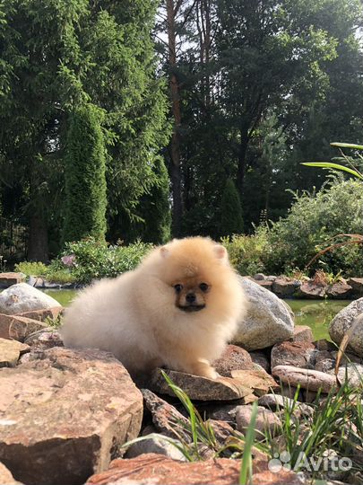 Померанский шпиц тип мишка мини