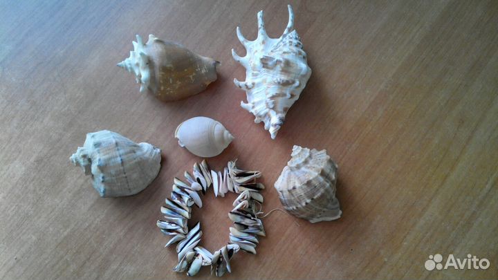 Ракушки