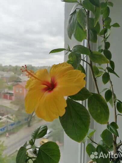 Гибискус желтый китайская роза 105см