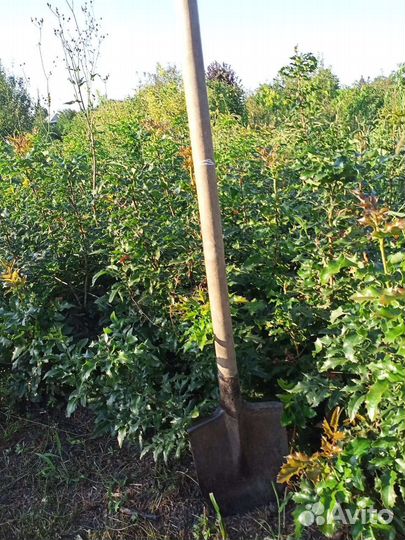 Саженцы в ассортименте