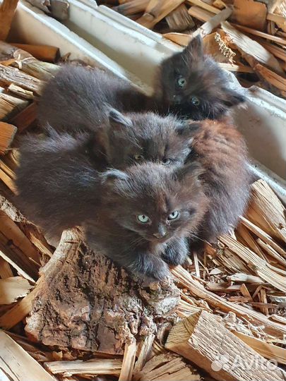 Котята пушистые