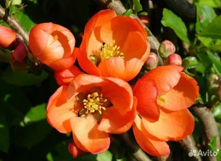 Айва японская саженцы