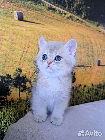 Британский золотой мальчик