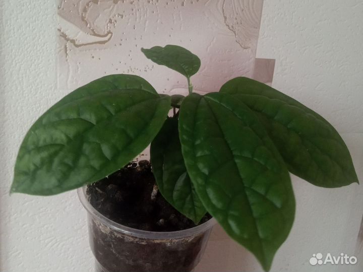 Клеродендрум