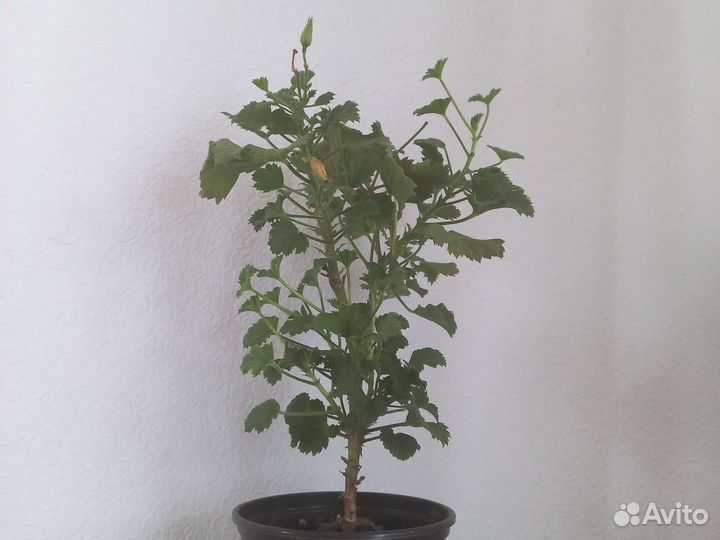 Герань пеларгония королевская бордовая