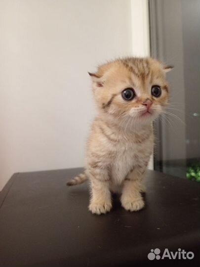 Золотой котик