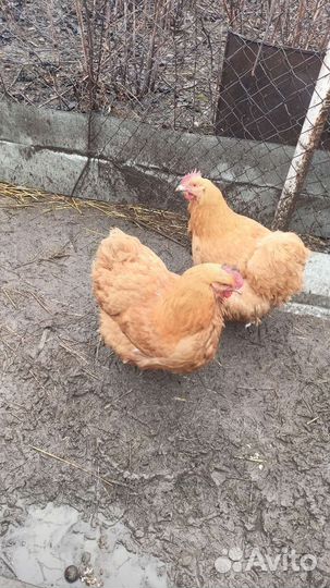 Инкубационное яйцо Орпингтон