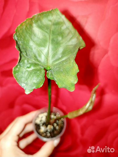 Сингониум Яичница, Клубничный Лёд