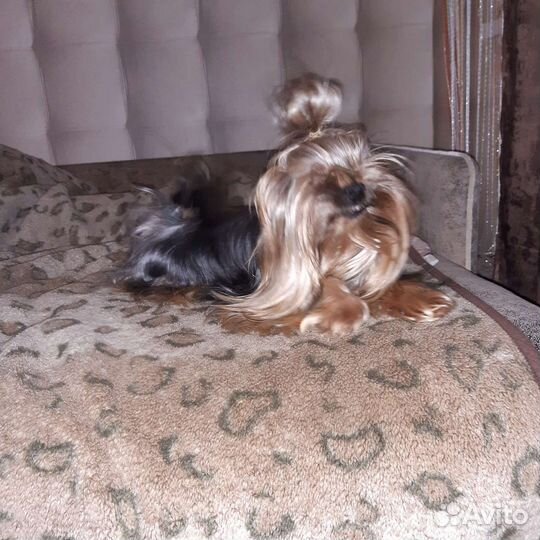 Мальчишка для девочек