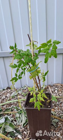 Клематисы княжики