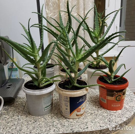 Алоэ цветок дерево рассада куст