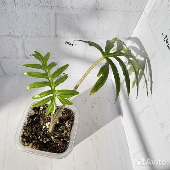 Алоказия брансифолия